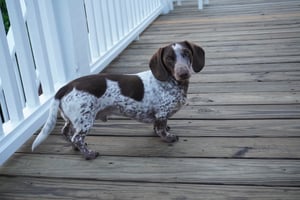 Howie Palucis_AerieDogs